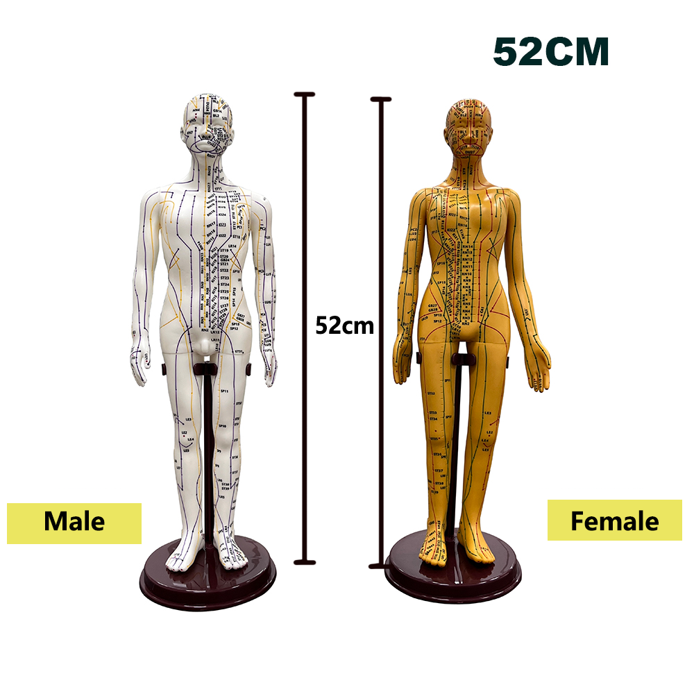 52CM Adult Human Body Acupunct - đánh giá và giá Home Decor Market