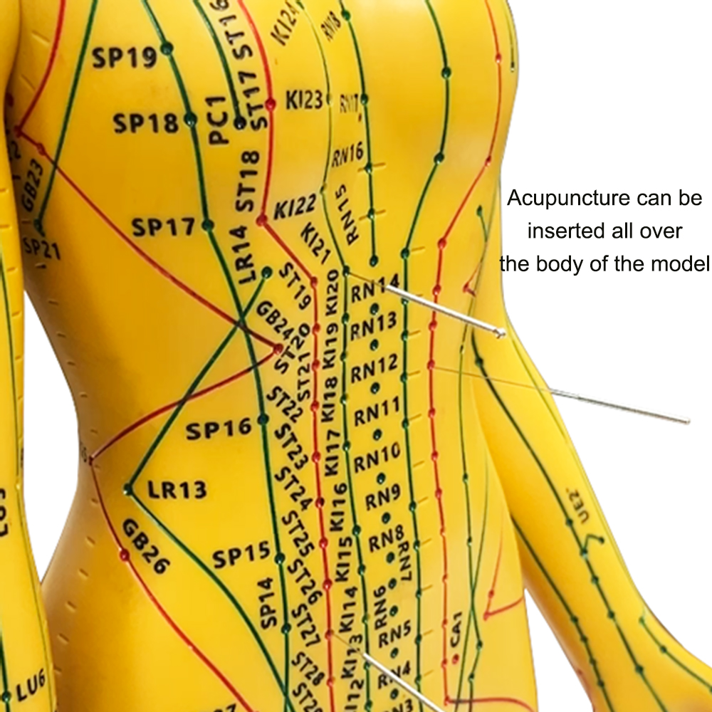 52CM Adult Human Body Acupunct - đánh giá và giá Home Decor Market
