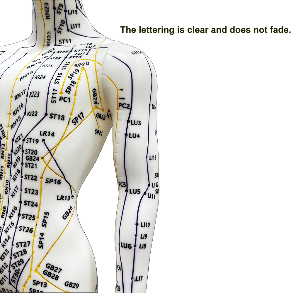 52CM Adult Human Body Acupunct - đánh giá và giá Home Decor Market